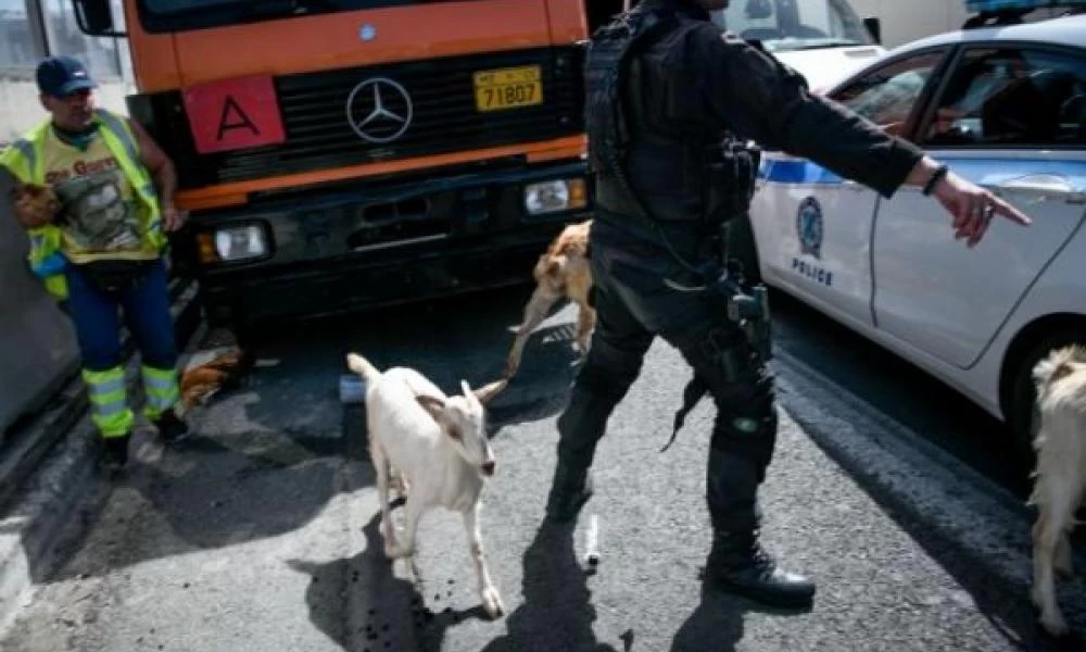 Κατσίκες και κότες "βόλταραν" στην Εθνική Οδό μετά από τη φωτιά